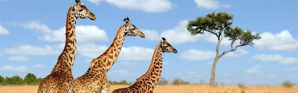 Main types of safaris in Africa