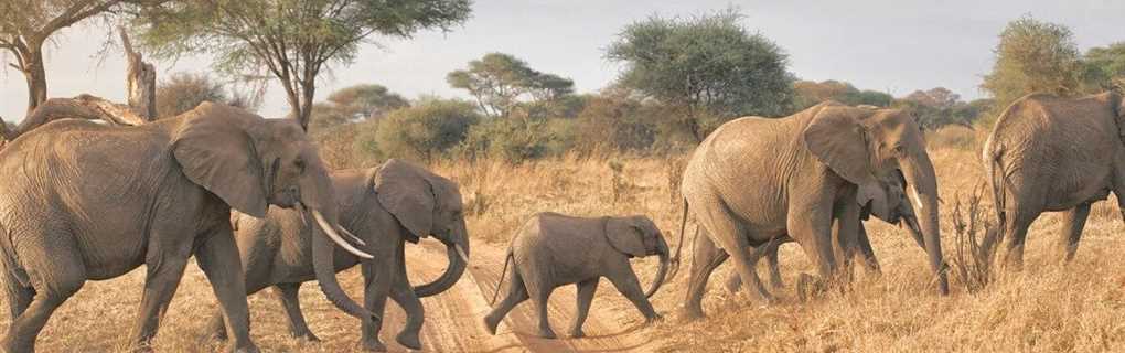 Big Five Tours Expeditions