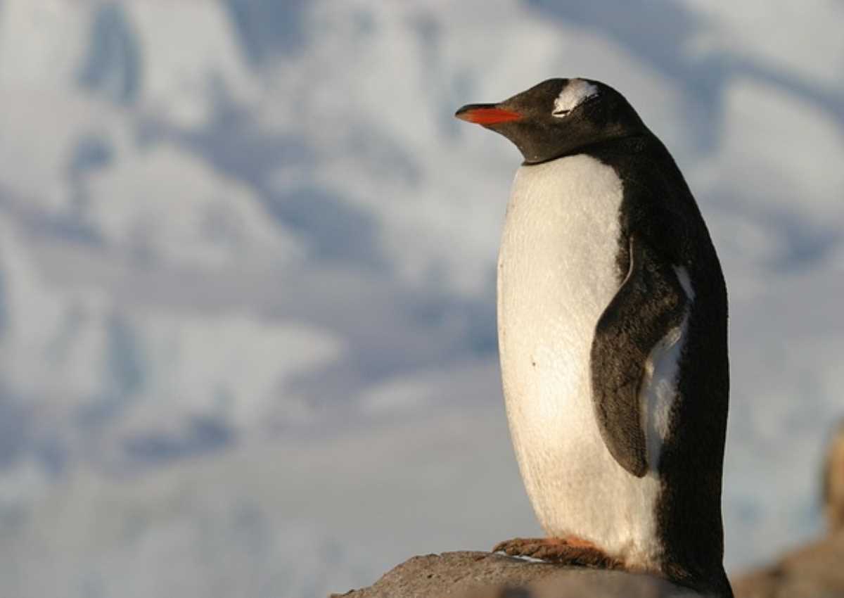 antartica cruise TOP