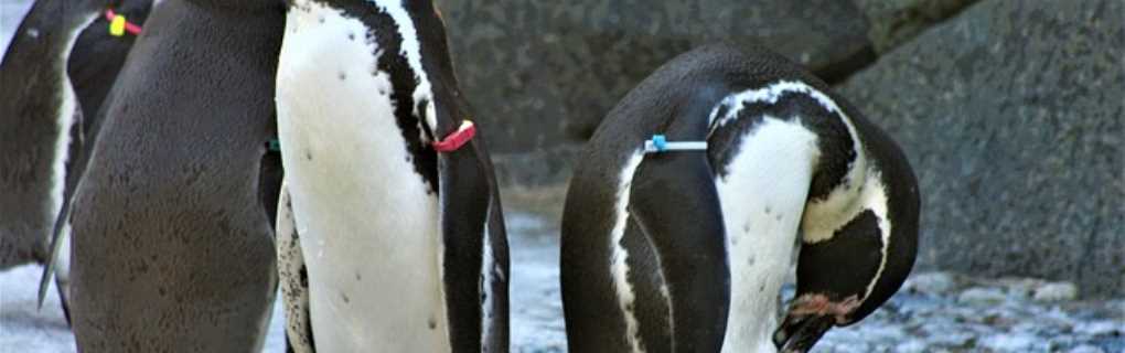 antartica